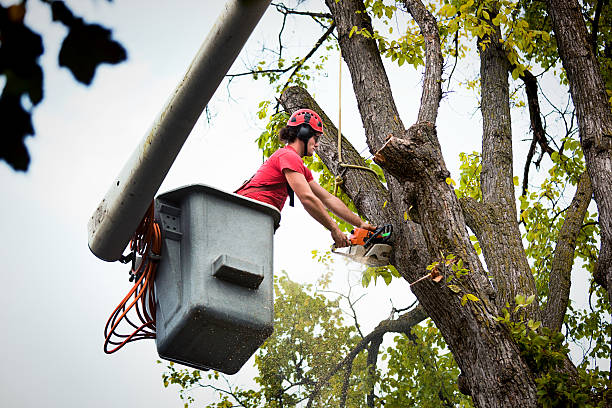 Palm Tree Trimming in Haymarket, VA